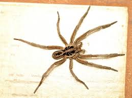 Savesave araña violinista.pdf for later. Por Que No Deberias Matar A Las Aranas Que Encontras En Tu Casa