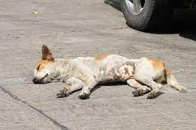 It is important not to panic if you spot. Leiomyoma In Dogs Symptoms Causes Diagnosis Treatment Recovery Management Cost