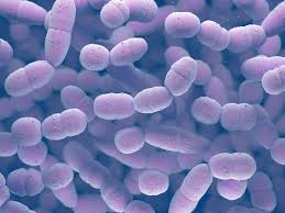 Image result for Penicillin Resistant Pneumococcus