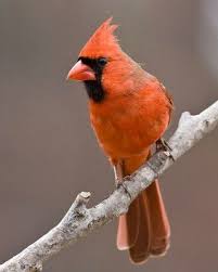 Black And White Spotted Bird Ohio Image Result For Orange Cardinal Great Backyard Bird Count Pet Birds Animals