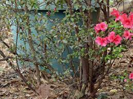 Azalea Branch Dieback Why Are There Dying Branches On Azaleas