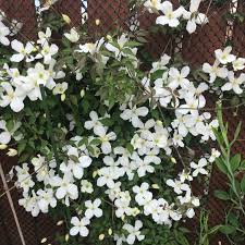 This extremely vigorous clematis is excellent for training over a pergola or covering an unsightly wall. Clematis Montana Grandiflora Uploaded By Rec