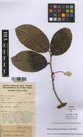 Image result for Dichapetalum madagascariense
