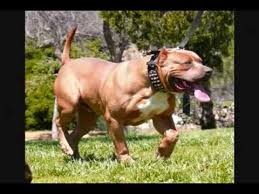 Bloodlines are eli/colby and royale. Bully Xxl Pitbulls Big Gemini Kennels Xl Pitbulls Pitbull Puppies Video Huge Pitbull Youtube