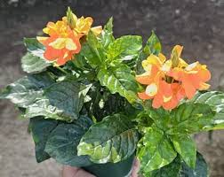 Image result for Crossandra fruticulosa