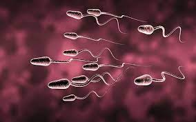 Aber trotz orgasmusgefühls „kommt das ejakulat nicht aus dem penis heraus. Ejakulation Die Ersten Tropfen Sind Potenter Der Erste Teil Der Mannlichen Ejakulation Enthalt Mehr Und Bessere Spermien Scinexx De