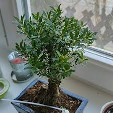 Image result for Eugenia