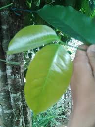 Maybe you would like to learn more about one of these? Jual Daun Melinjo Atau Tangkil Segar Baru Dipetik Di Lapak Petani Juara Bukalapak