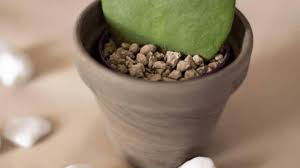 Hoya Kerrii Care Best Tips Plantophiles