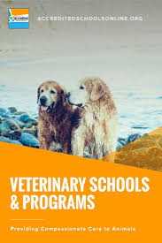 Best Online Veterinary Schools Accredited Schools Online Veterinary School Veterinary Veterinarian Technician