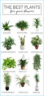 The Best Bathroom Plants The Tao Of Dana Feng Shui Home Decor The Best Bathroom Plants The In 2020 Apartment Plants Indoor Plants Bathroom House Plants Indoor