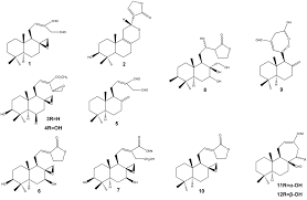 Image result for Aframomum polyanthum