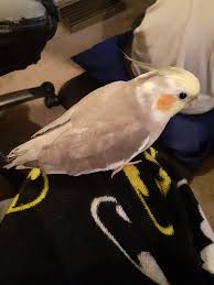 Im New Here And My Cockatiel Lost His Tail Feathers When Im Putting Him  Into His New Cage... There Are Some Blood On His Butt 😢 Im Hoping He Is  Ok. :