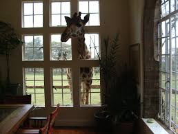 Pin On Ferocious Animals