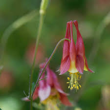 Browse 1,752 columbine flower stock photos and images available, or search for peony or cardinal flower to find more great stock photos and pictures. Columbine Seeds Aquilegia Canadensis Wild Columbine Flower Seed