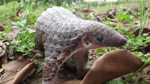 「pangolin」の画像検索結果