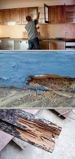 Compare homeowner reviews from 4 top san francisco rodent control services. 7 Pest Control In San Francisco Ideas Pest Control Services Pest Control Pests