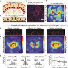 Maybe you would like to learn more about one of these? The Nature Of Mitotic Forces In Epithelial Monolayers Biorxiv