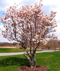 We did not find results for: Jane Magnolia Jane Magnolia Tree Fast Growing Trees Magnolia Trees