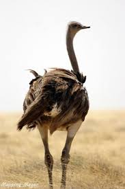 Birds That Can T Fly Far Serengeti Safari Wildlife In Serengeti National Park Tanzania Wildlife Safari Serengeti National Park Wildlife
