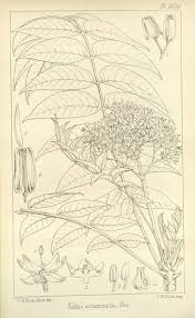 Image result for Kirkia acuminata