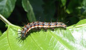 Faça sua escolha entre diversas cenas semelhantes. Caterpillar Identification Guide Find Your Caterpillar With Photos And Descriptions Owlcation