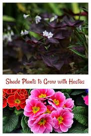 Digging in a good quantity of peat moss or compost will help to build up the soil's organic. Hosta Companion Plants Growing Hostas With Shade Loving Plants