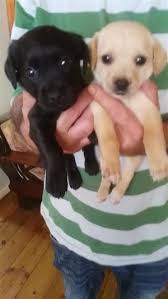 Olx cape town offers online, local & free classified ads for new & second hand pets in cape town. Labrador In Dogs And Puppies In Gauteng Junk Mail