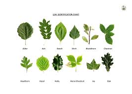 Oak Leaf Identification Chart Oak Leaf Identification