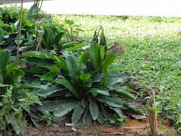 Image result for Elephantopus scaber