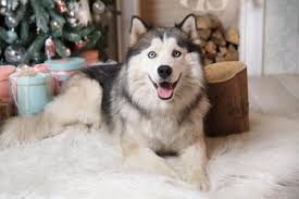 Wooly Husky Facts About Wooly Siberian Huskies With Faqs