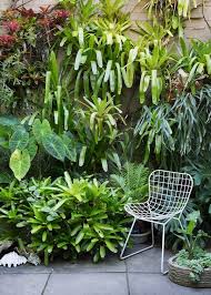Ian Mcmaugh Budwise Garden Design Courtyard Redfern Sydney Gardens Plants Vertical Garden