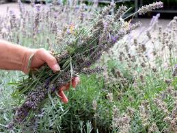Ab mitte august werden frostempfindliche halbsträucher, wie lavendel, nicht mehr zurückgeschnitten, um rechtzeitig vor dem winter auszureifen. Lavendel Schneiden So Geht Es Richtig Tipps Vom Profigartner