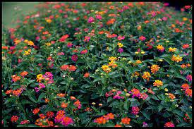 Lantana Also Known In Our Family As Barbie Bouquets Gorgeous Lantana Camara Lantana Plant Lantana