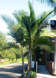 California Palm Trees California Southern California Palm Trees Drought Tolerant Cali Palms Realpalmt Palm Trees Landscaping California Palm Trees Palm Trees