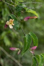 Image result for Dolichandra