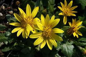 Image result for Haplocarpha