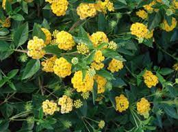 As a texas super star, yellow elder has recently become a popular ornamental plant in texas gardens. Plants Hill Country Texas Master Gardeners