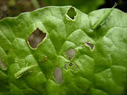 葉っぱを食べる虫たち 野菜嫌いの家庭菜園 楽天ブログ