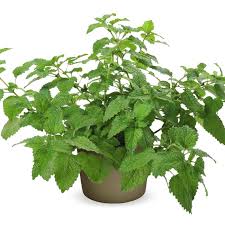 Image result for Melissa officinalis