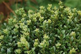Image result for Buxus