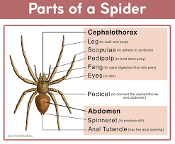 Affordable and search from millions of royalty free images, photos and human body parts diagram illustration. Parts Of A Spider And Its Labeled Diagram