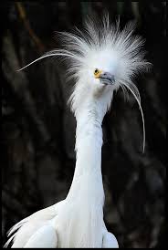 Bird With Fluffy Hair On Head Crazy Hair Day Weird Birds Beautiful Birds Pet Birds