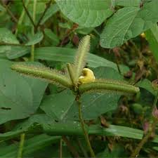 Image result for Vigna radiata