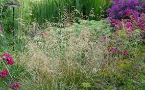 Щучка дернистая «bronzeschleier» (deschampsia cespitosa). Deschampsia Cespitosa Bronzeschleier Wald Schmiele