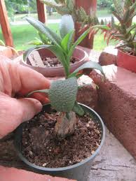 Image result for Ledebouria Unidentified sp. no3.