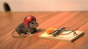 Funny Mouse Wearing Helmet Most Beautiful Images Funny Mouse Funny Rats Funny Animal Pictures