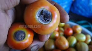 Cendawan ini akan menimbulkan bercak kecoklatan pada area daun lalu sekitarnya menjadi kuning dan akhirnya sebagian beasar atau bahkan seluruh daun menjadi busuk. 99 Berhasil Pengendalian Busuk Pantat Blossom End Rot Buah Tomat Berita Pertanian Mitalom