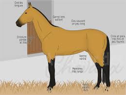 Modele De La Race Akhal Teke Cheval Equitation Anatomie Du Cheval