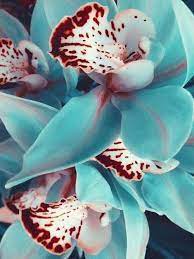 Pin On Orchids